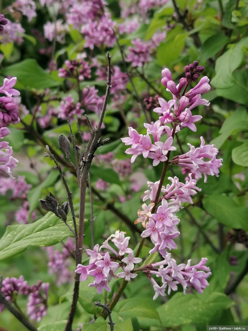 Schildkröt, приехал мальчик, очень красивый