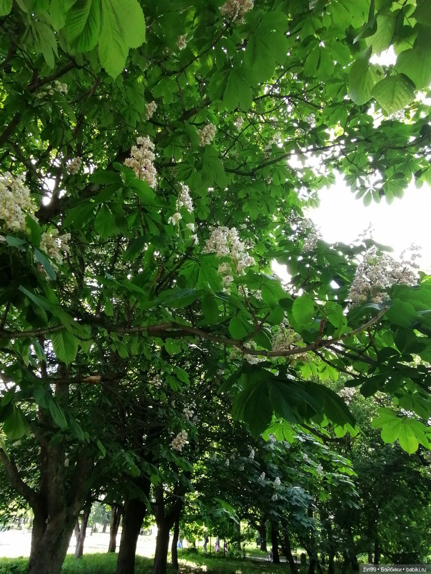 Schildkröt, приехал мальчик, очень красивый