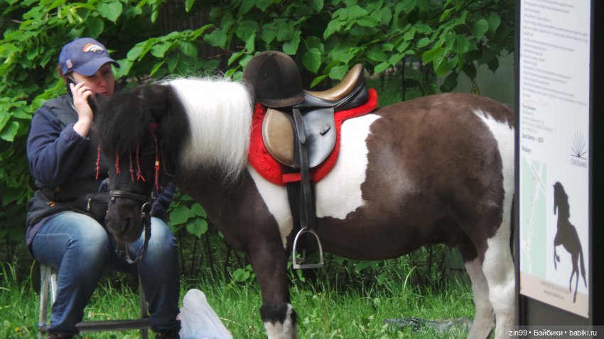 Прогулка в парк Сокольники