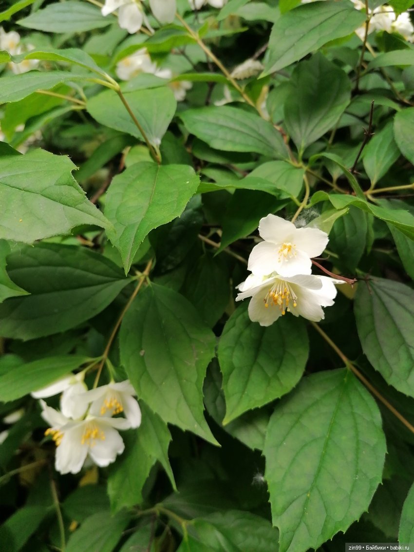 Тополиный пух, Жара. Июль (фото 6)