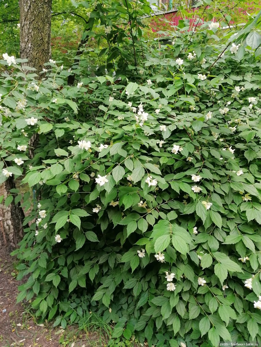 Тополиный пух, Жара. Июль (фото 4)