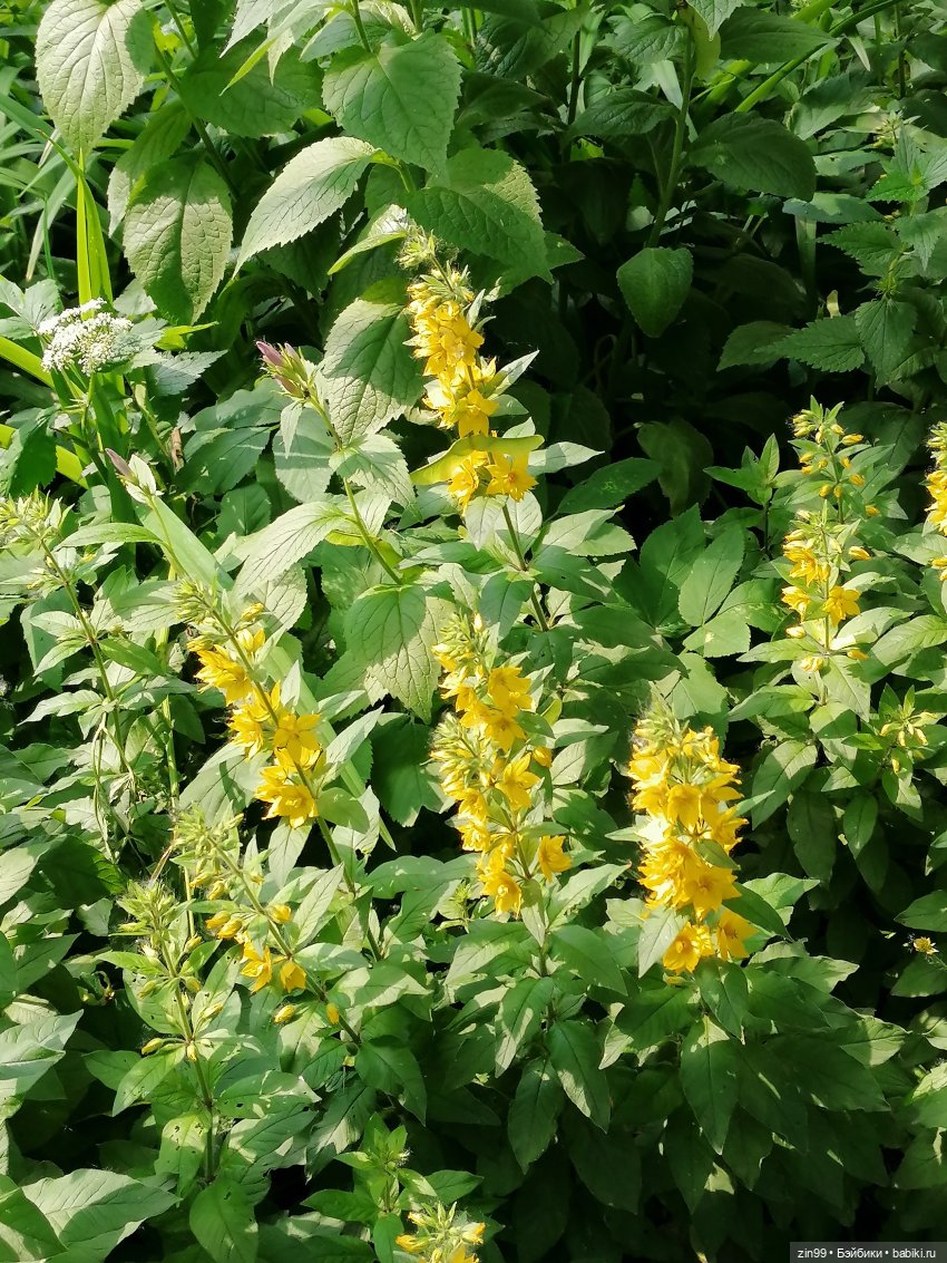 Тополиный пух, Жара. Июль