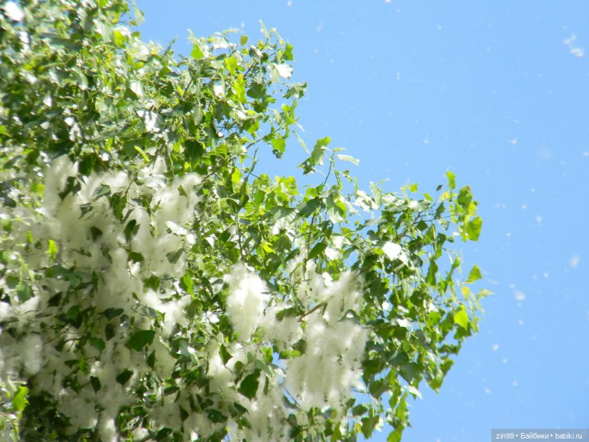 Тополиный пух, Жара. Июль