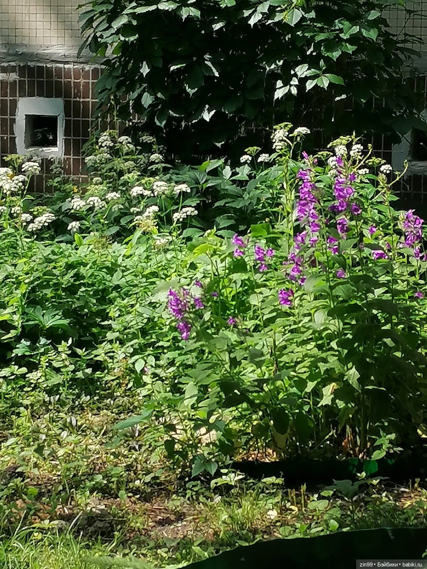 Тополиный пух, Жара. Июль