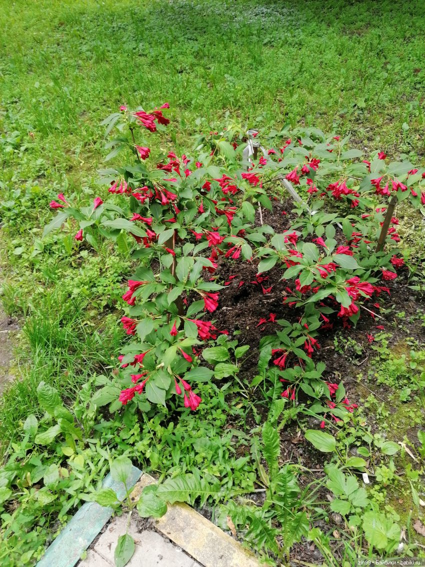 Тополиный пух, Жара. Июль (фото 9)