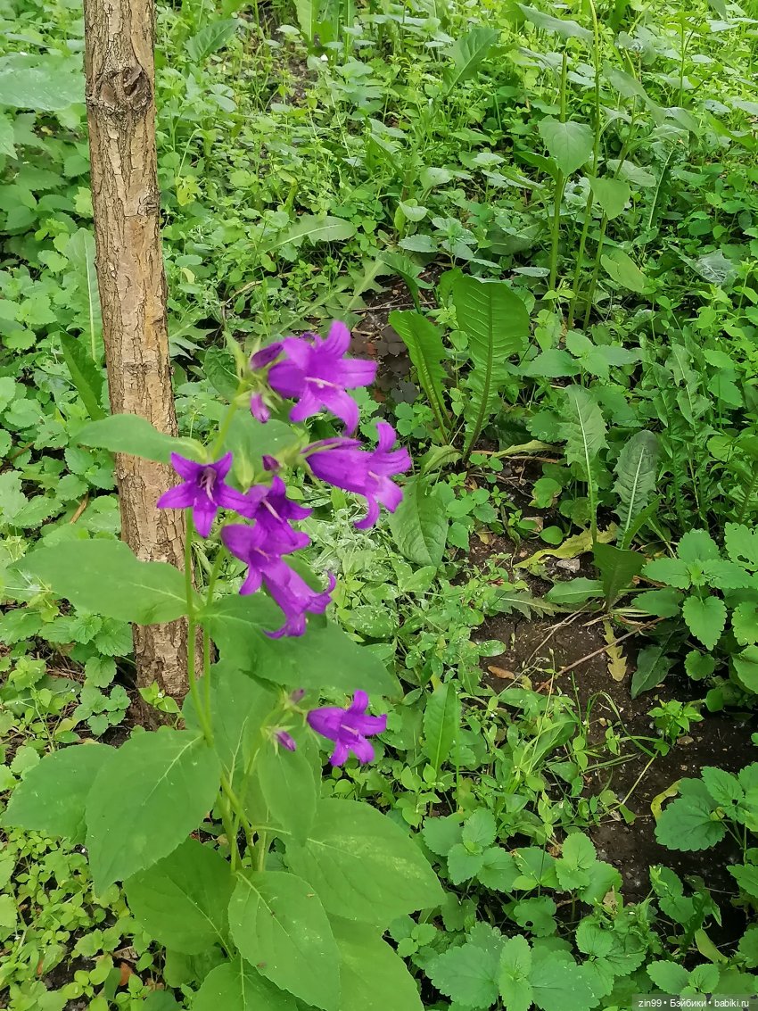 Тополиный пух, Жара. Июль