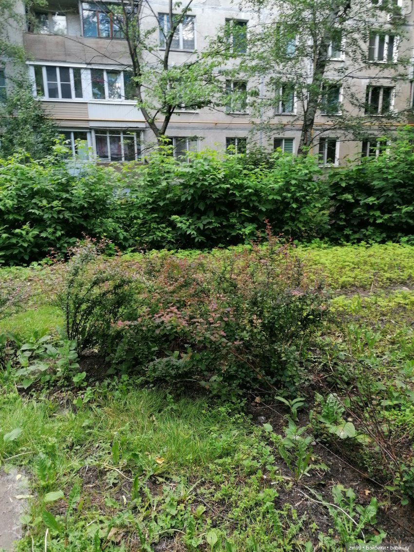 Тополиный пух, Жара. Июль (фото 10)