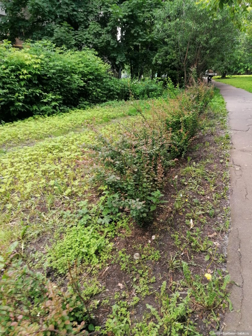 Тополиный пух, Жара. Июль