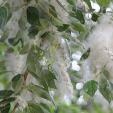 Тополиный пух, Жара. Июль