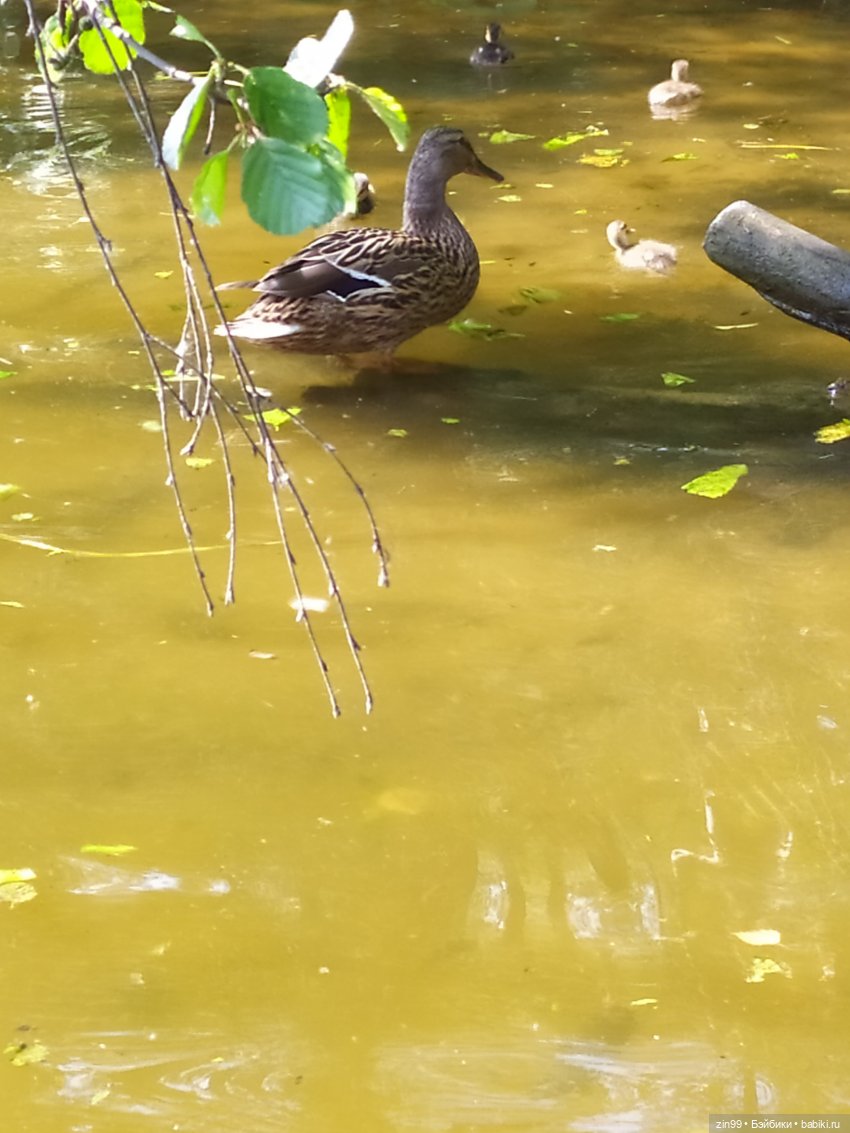 В Серебряный Бор с капустками