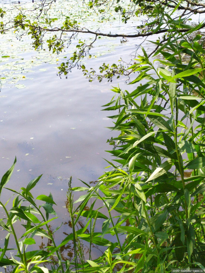 В Серебряный Бор с капустками