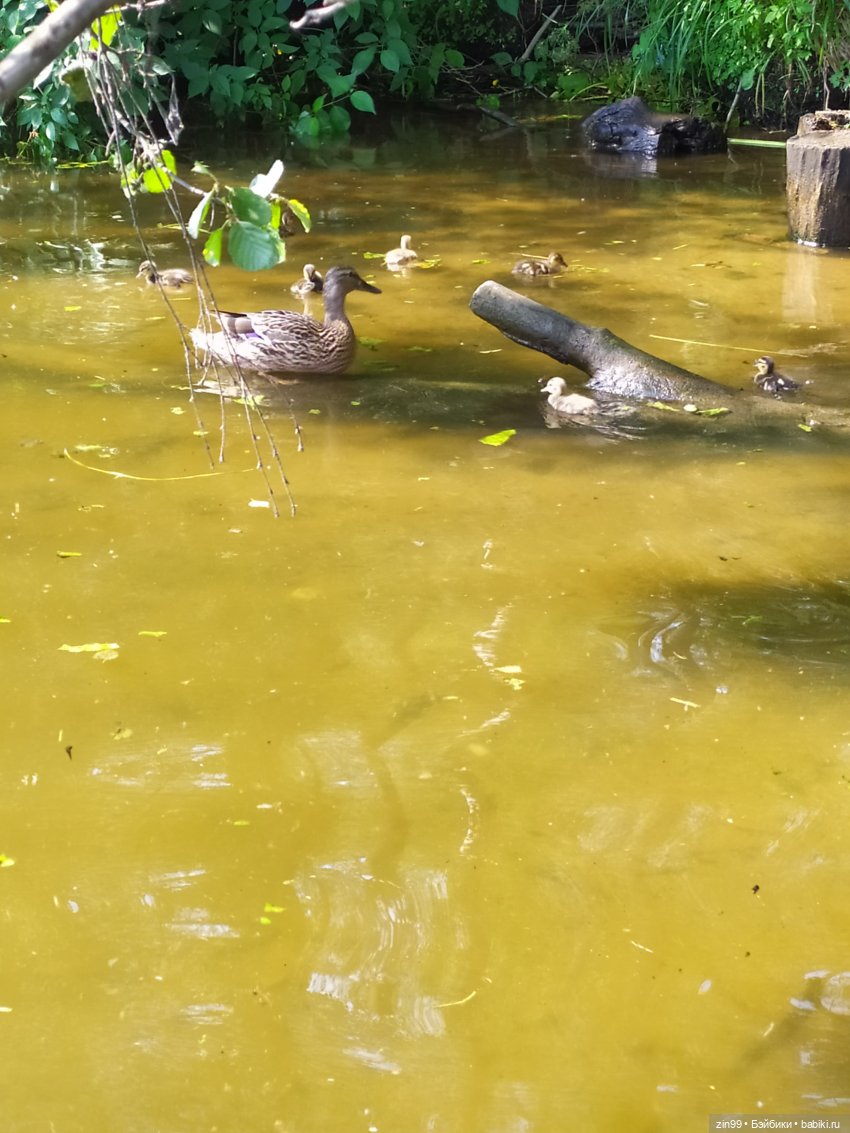 В Серебряный Бор с капустками