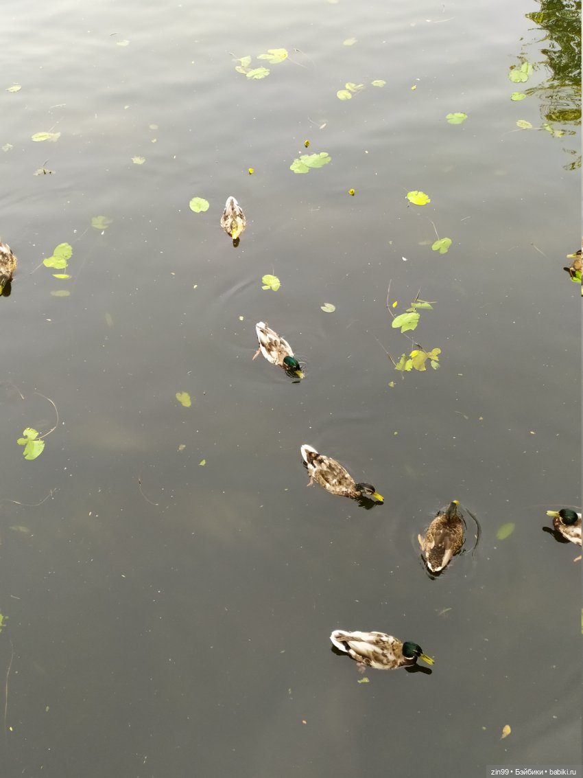 В Серебряный Бор с капустками