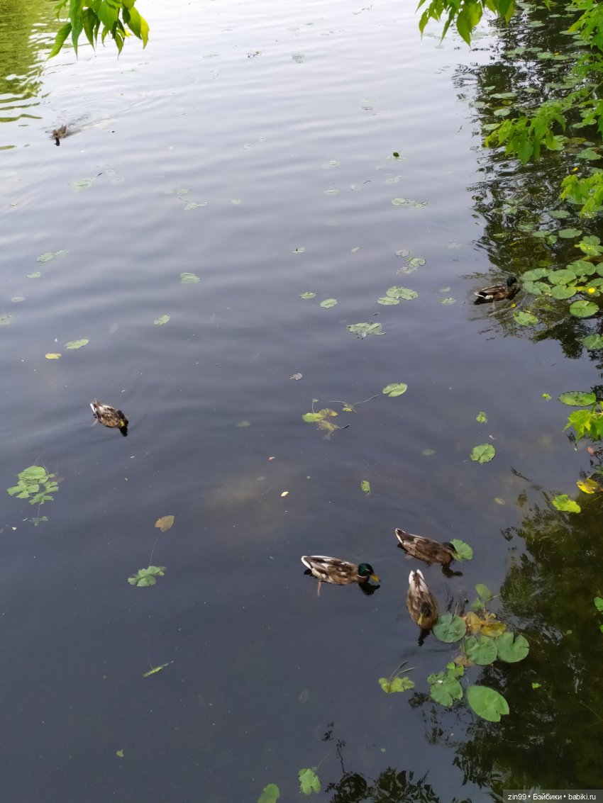 В Серебряный Бор с капустками