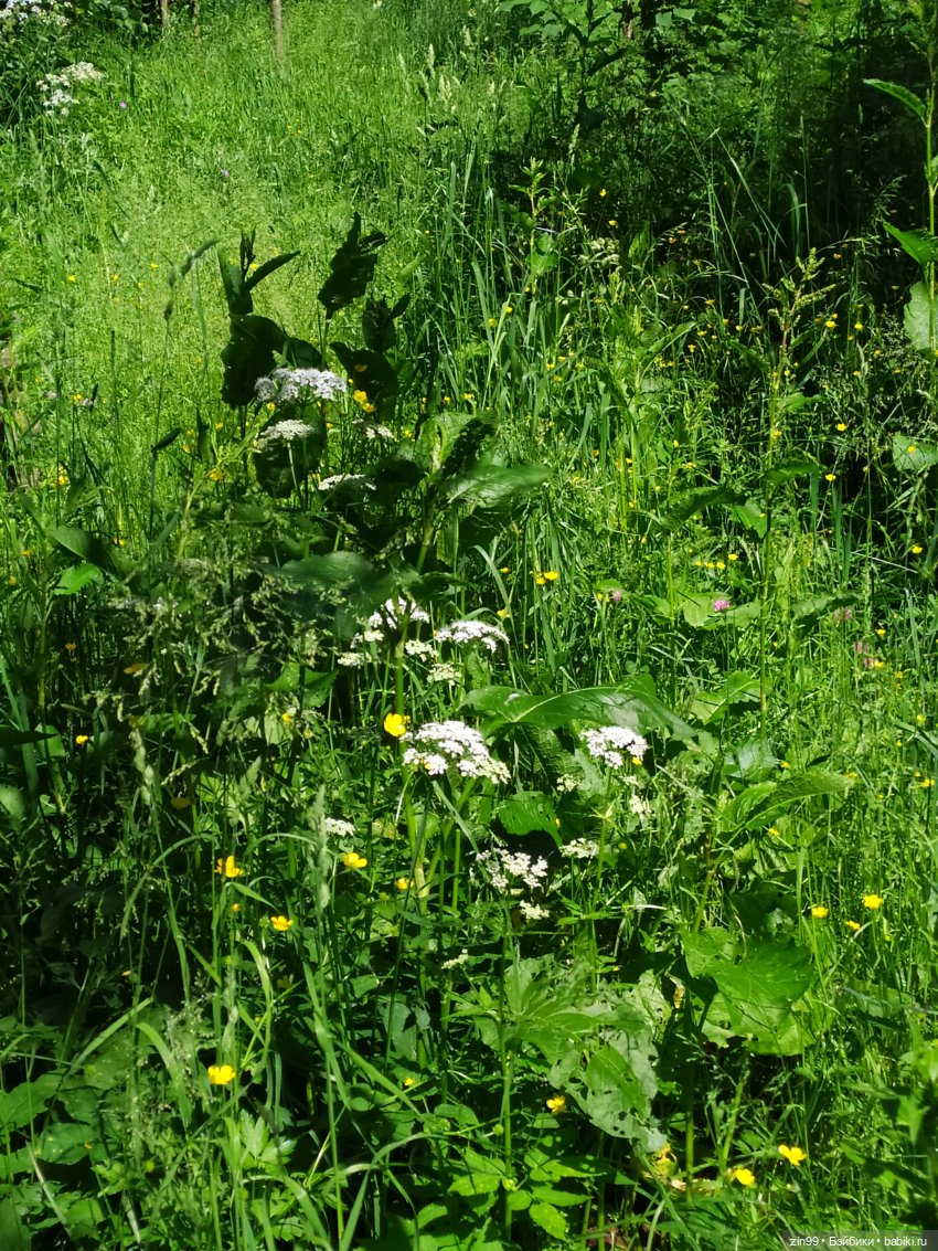 Жара. Терлецкая Дубрава — Туризм и путешествия: фотоотчеты из поездок (фото 5)