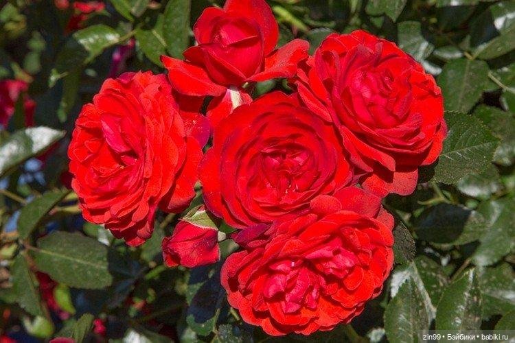 Королева цветов Роза! И девочки (фото 2)