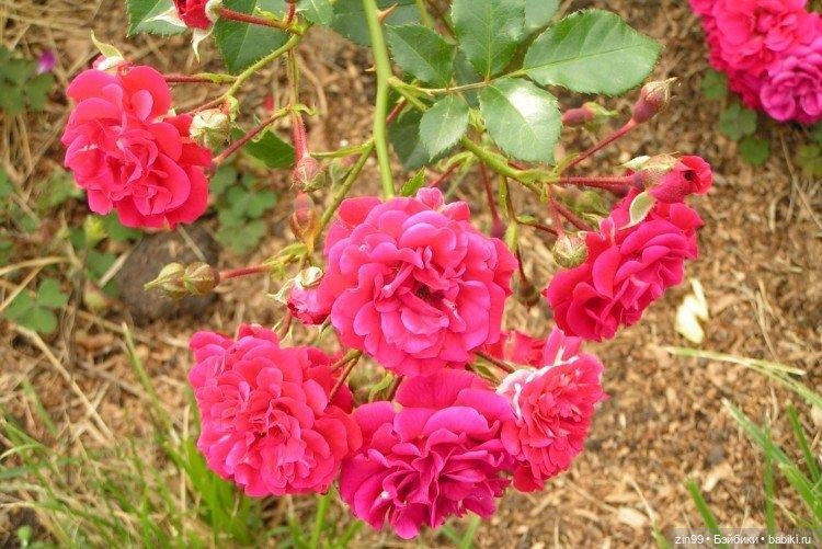 Королева цветов Роза! И девочки