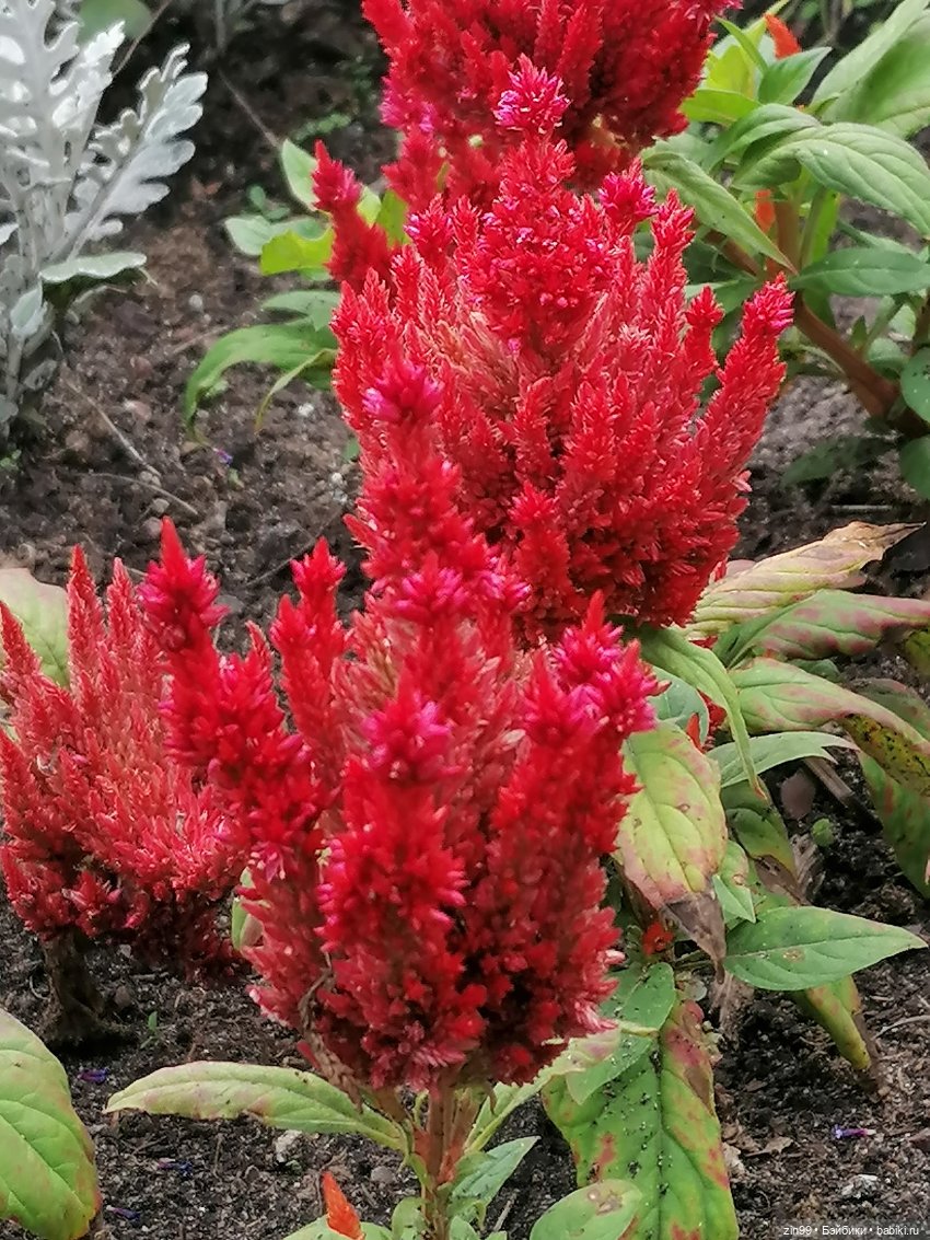 В Коломенское с Баболи за медом