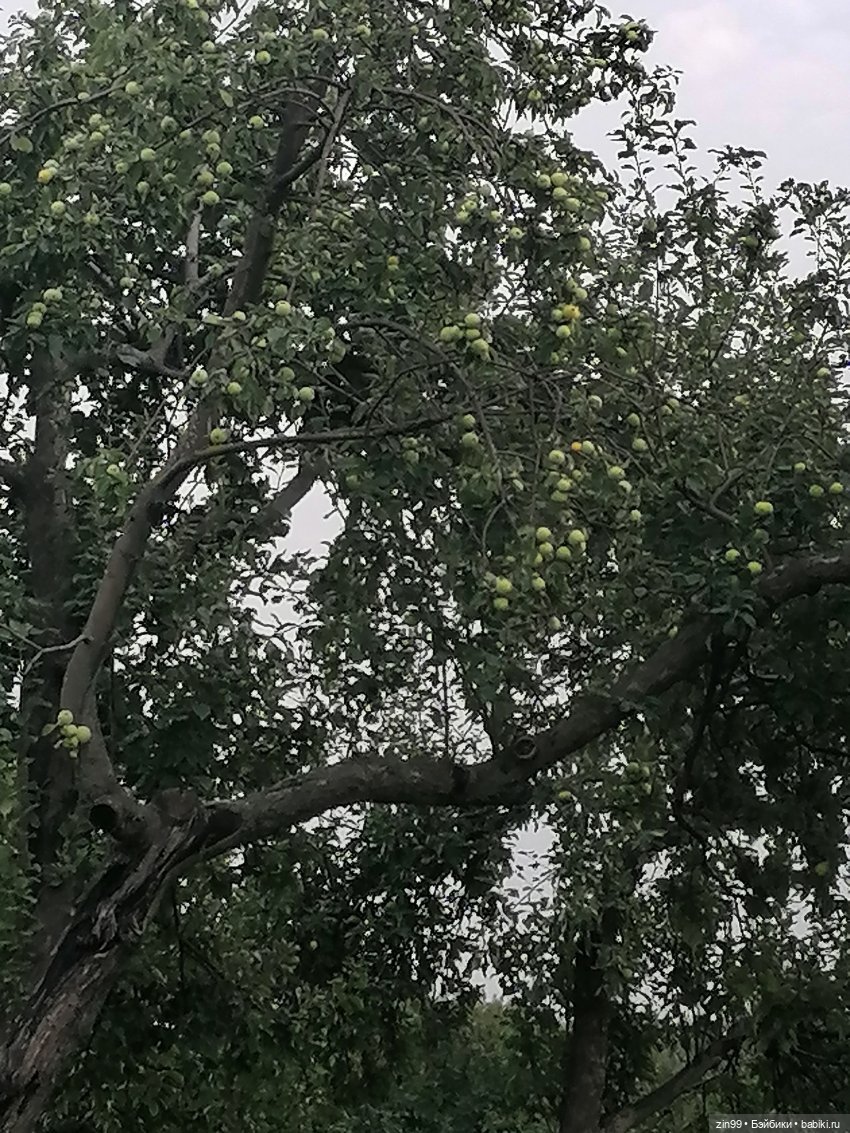 В Коломенское с Баболи за медом