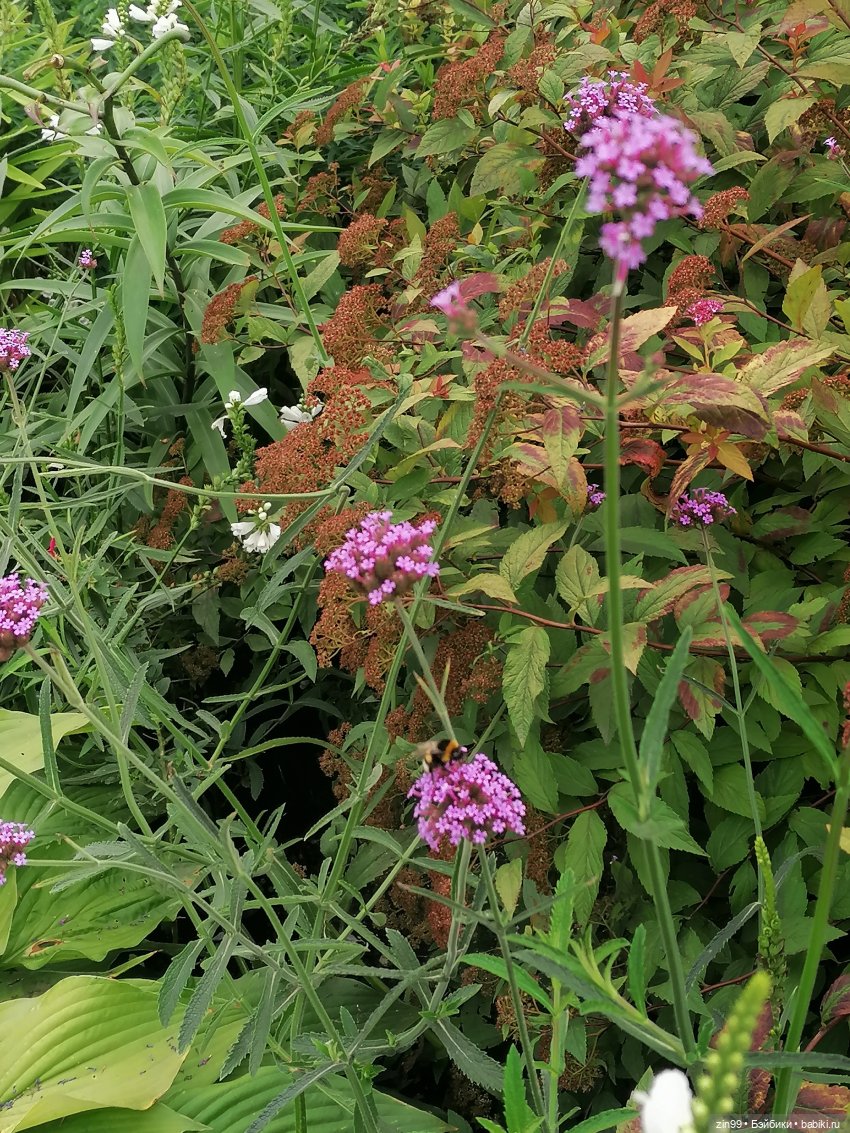 В Коломенское с Баболи за медом
