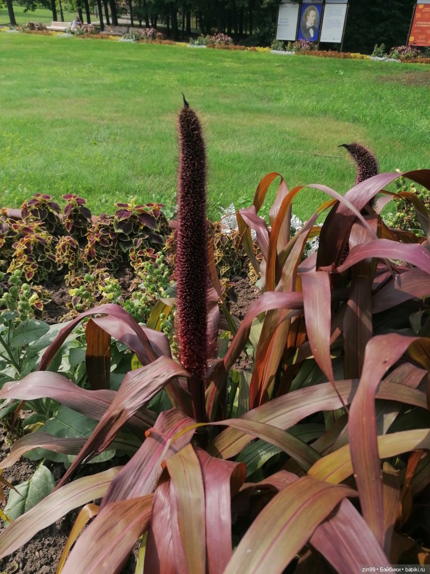 В Коломенское с Баболи за медом