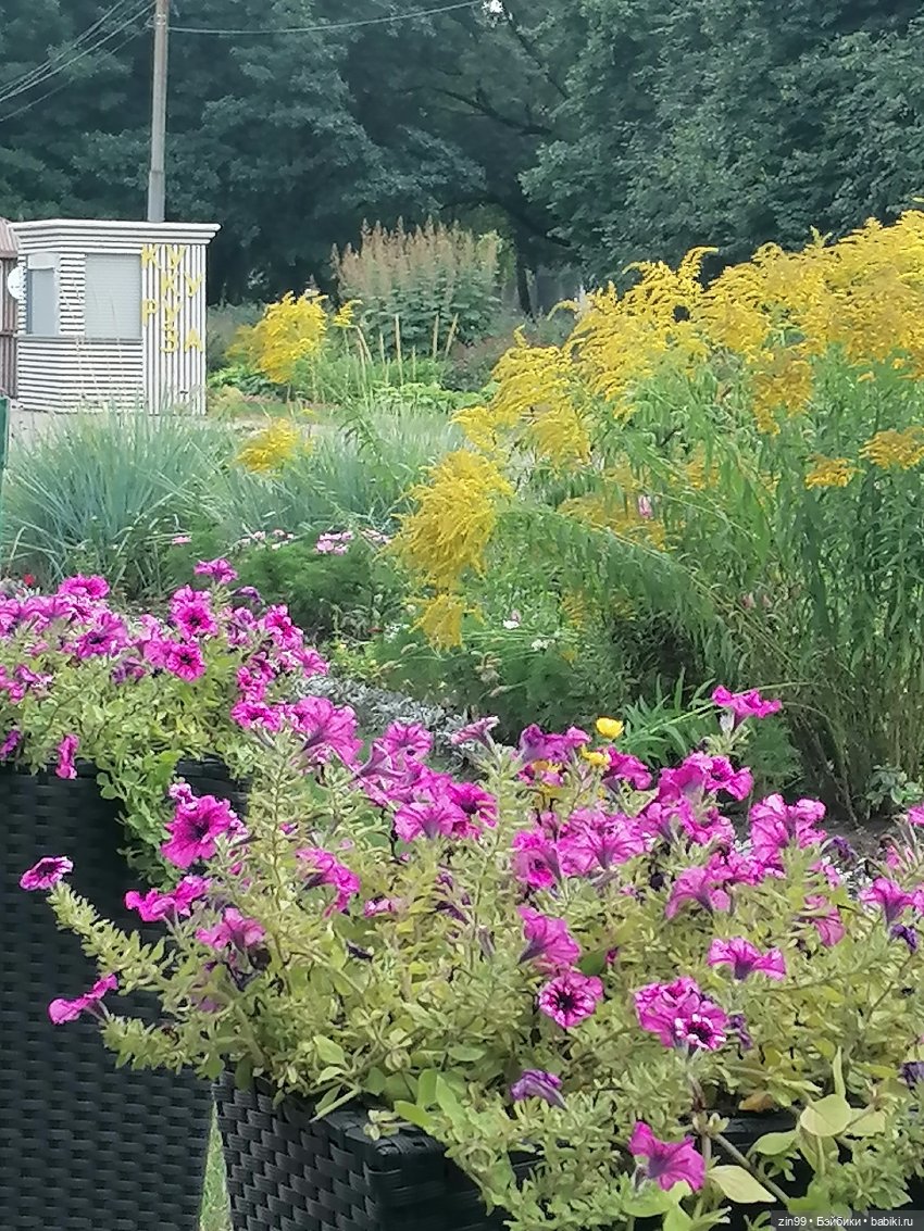 В Коломенское с Баболи за медом