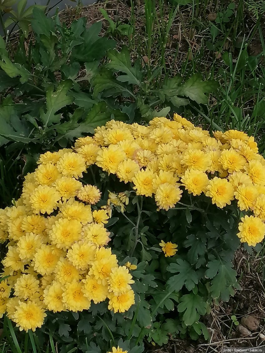 В Коломенское с Баболи за медом