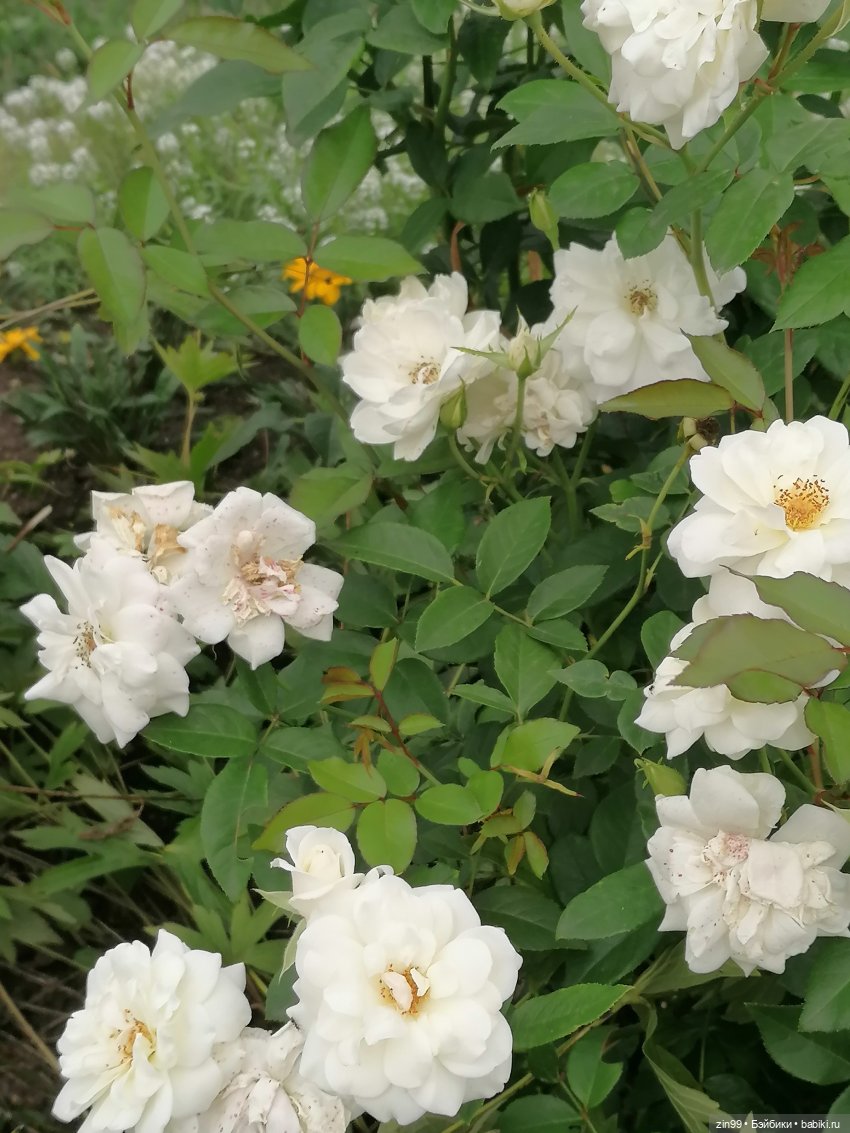 В Коломенское с Баболи за медом