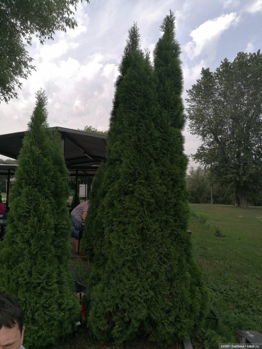 В Коломенское с Баболи за медом