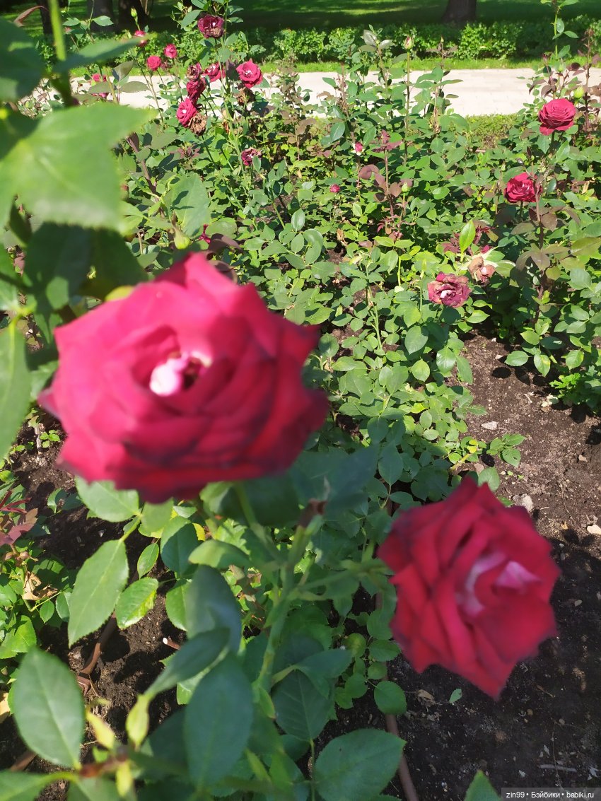 ВДНХ Август. Куклы Rainbow high - Рейнбоу Хай