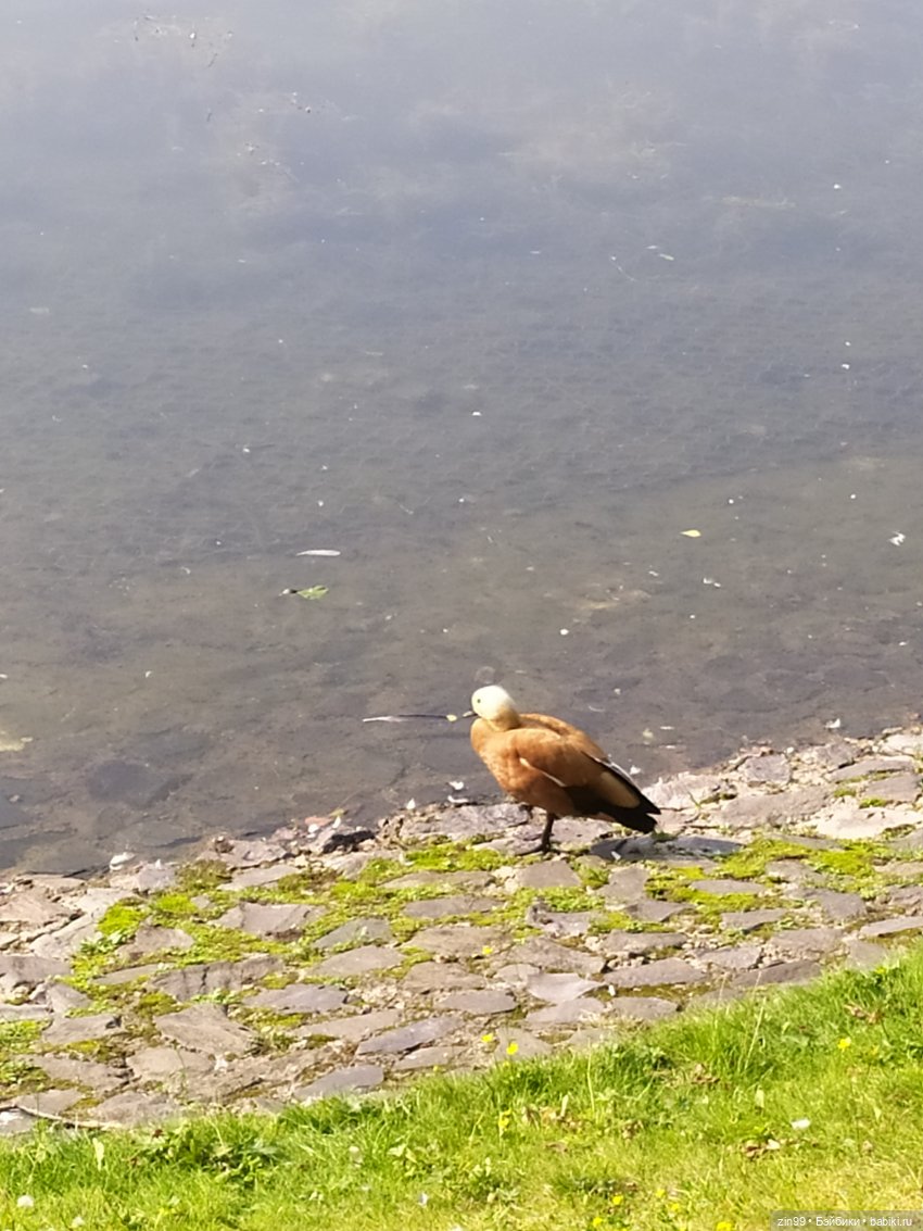 ВДНХ Август. Куклы Rainbow high - Рейнбоу Хай