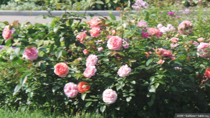 ВДНХ Август. Куклы Rainbow high - Рейнбоу Хай