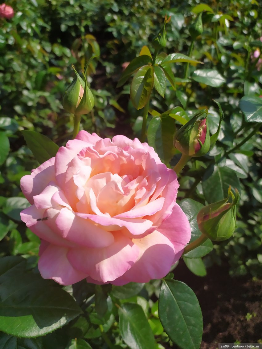 ВДНХ Август. Куклы Rainbow high - Рейнбоу Хай