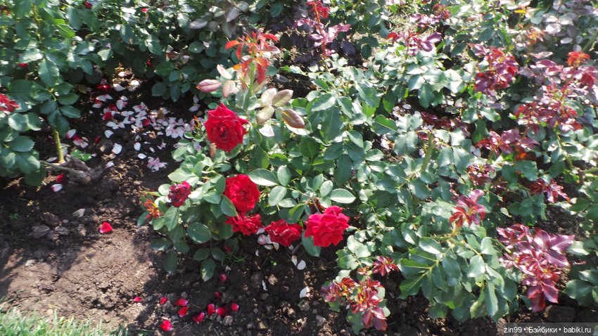 ВДНХ Август. Куклы Rainbow high - Рейнбоу Хай