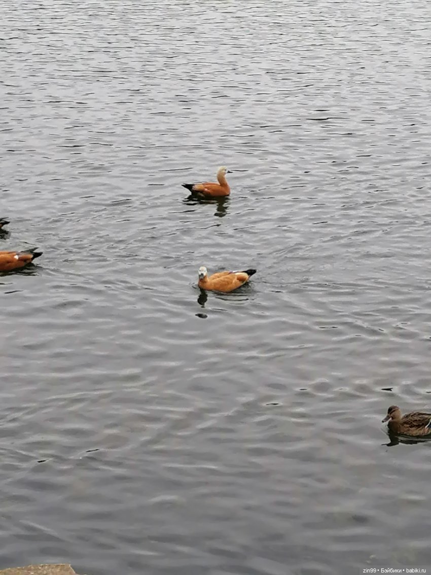 Радуга дугой? Куклы Rainbow High