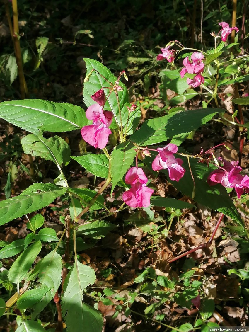Осень золотая в октябре, в парках Москвы