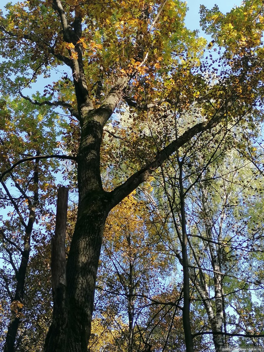 Осень золотая в октябре, в парках Москвы (фото 6)