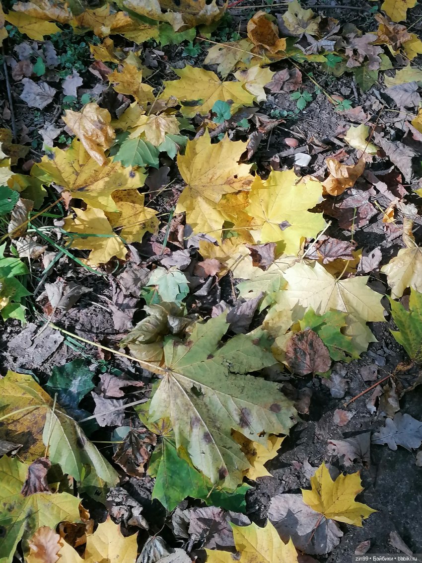 Осень золотая в октябре, в парках Москвы (фото 5)