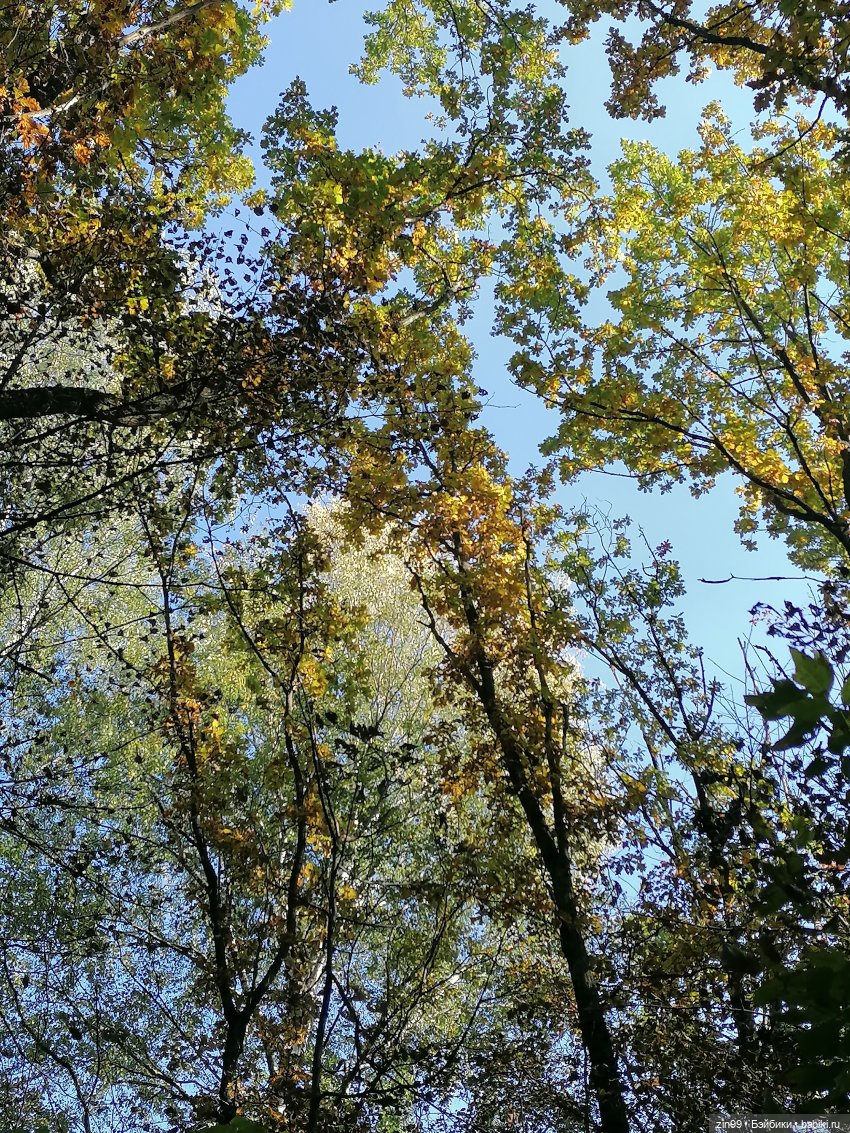 Осень золотая в октябре, в парках Москвы (фото 7)