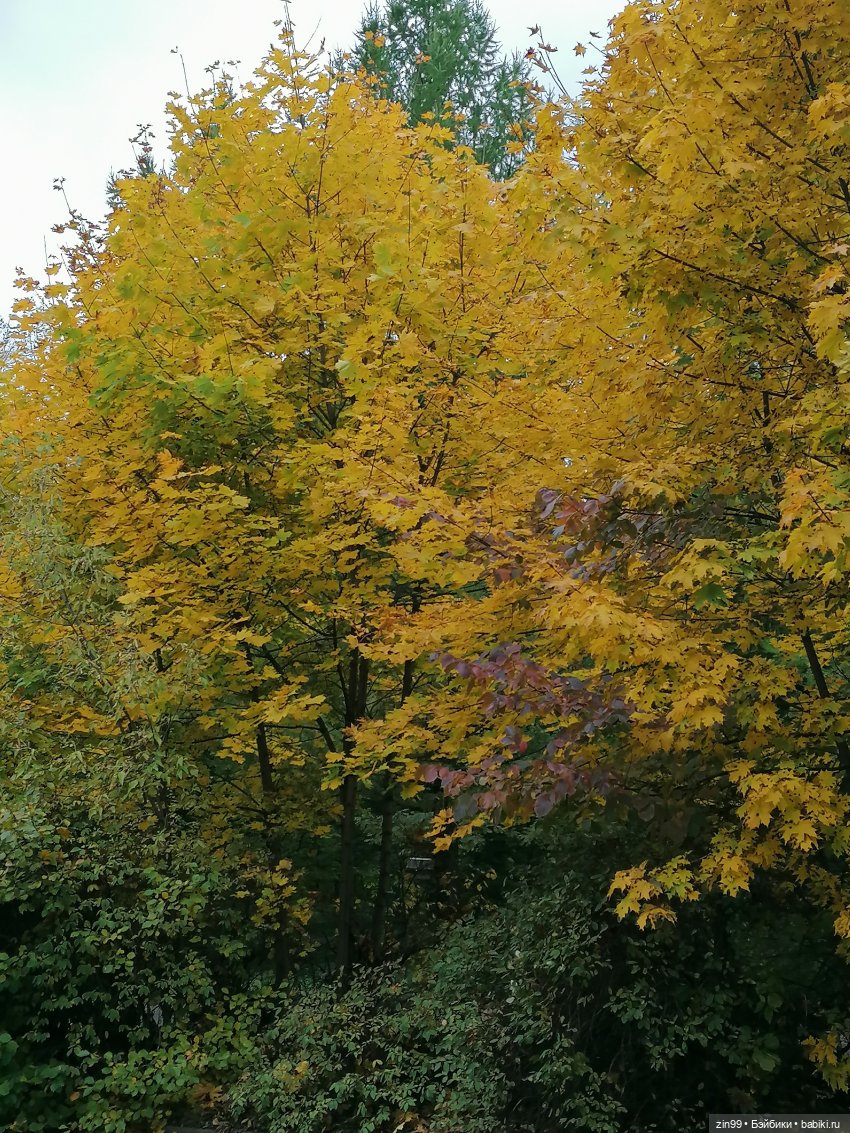 Осень золотая в октябре, в парках Москвы