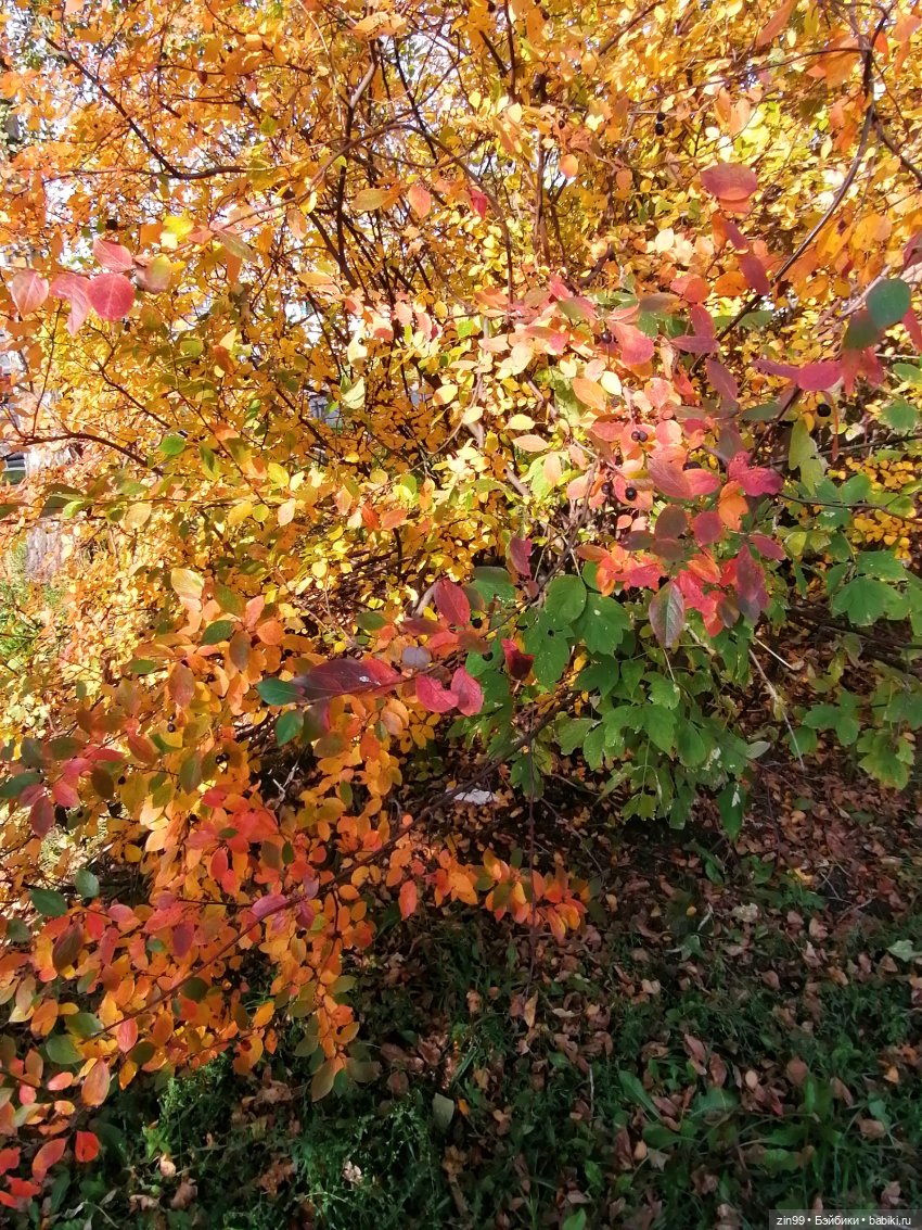 Осень золотая в октябре, в парках Москвы