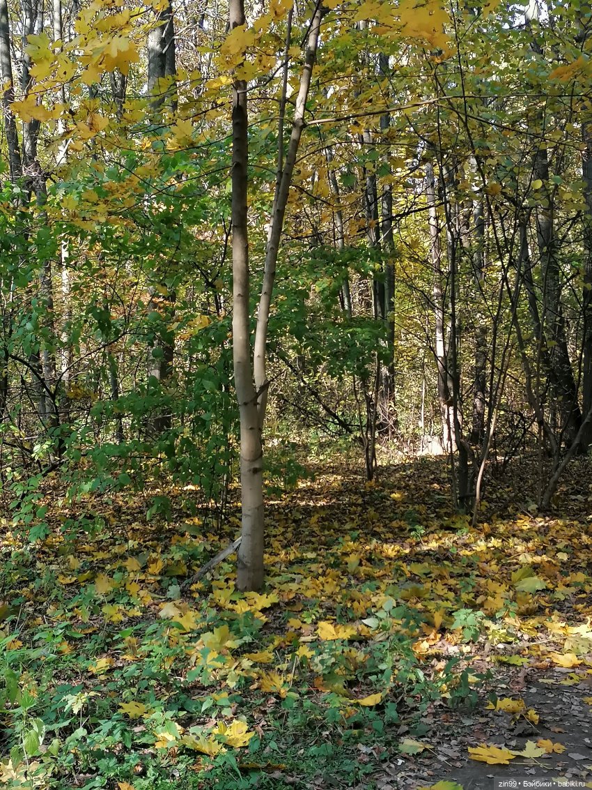 Осень золотая в октябре, в парках Москвы (фото 4)