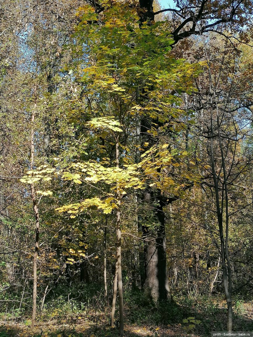Осень золотая в октябре, в парках Москвы (фото 2)