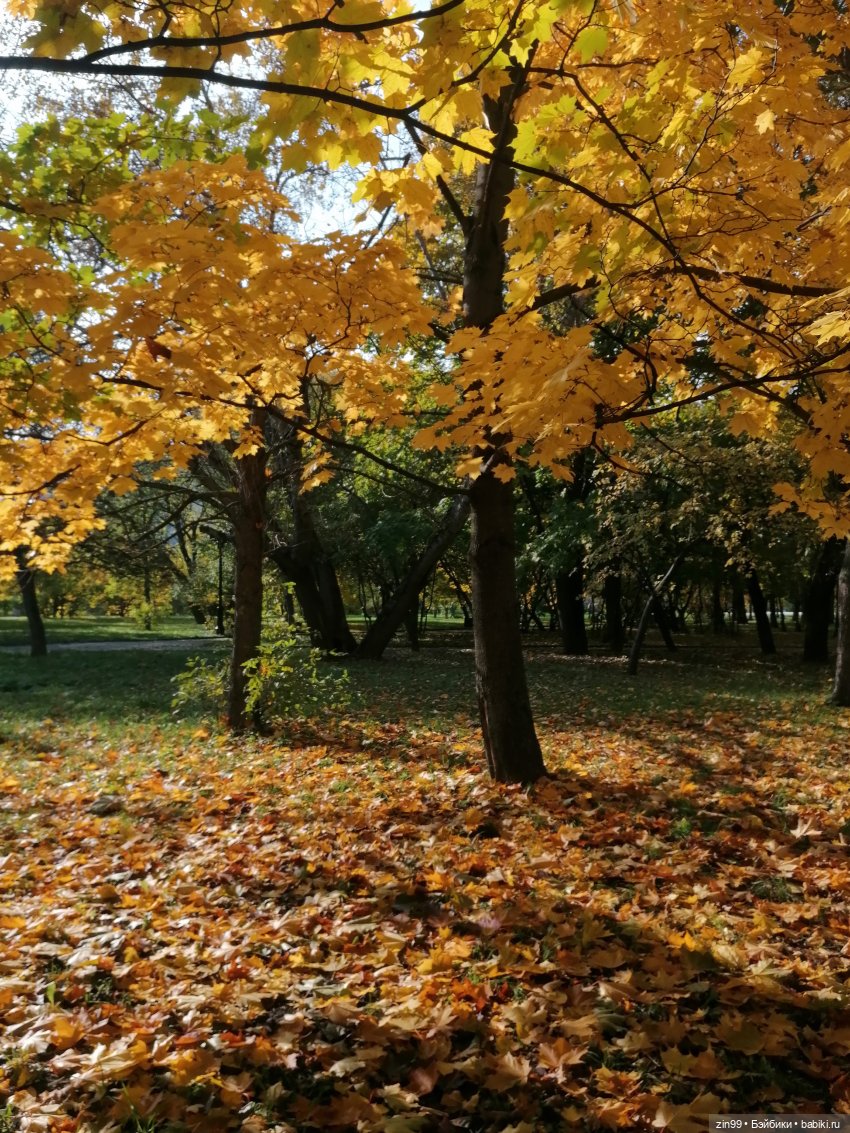 Осень золотая в октябре, в парках Москвы