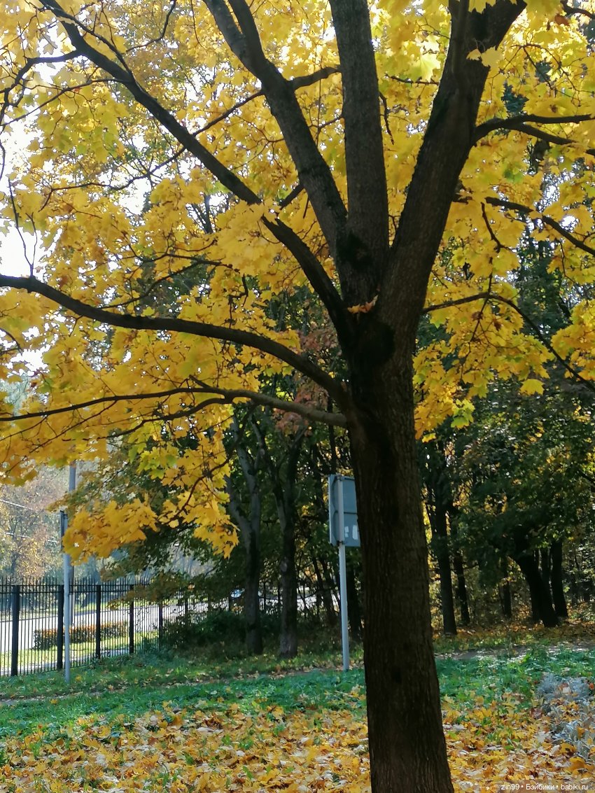 Осень золотая в октябре, в парках Москвы