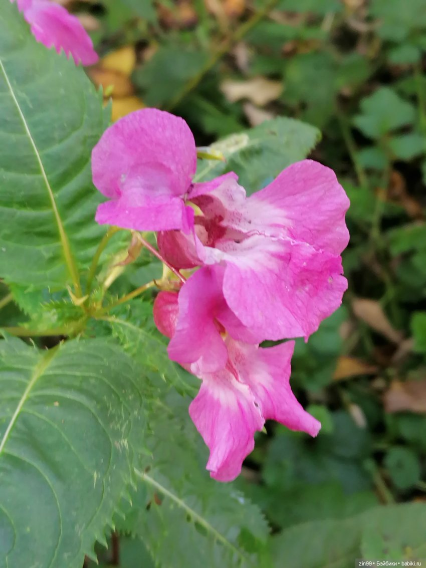 Осень золотая в октябре, в парках Москвы (фото 10)