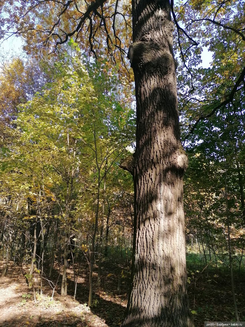 Осень золотая в октябре, в парках Москвы (фото 8)