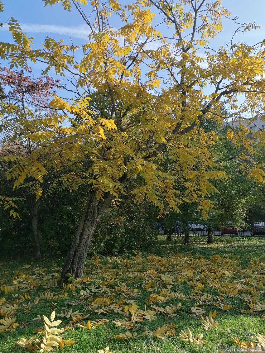 Осень золотая в октябре, в парках Москвы