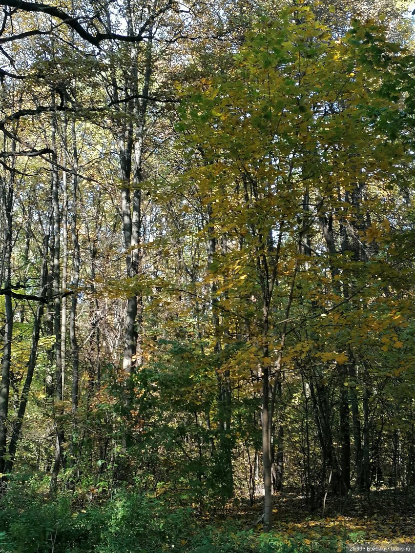 Осень золотая в октябре, в парках Москвы (фото 3)