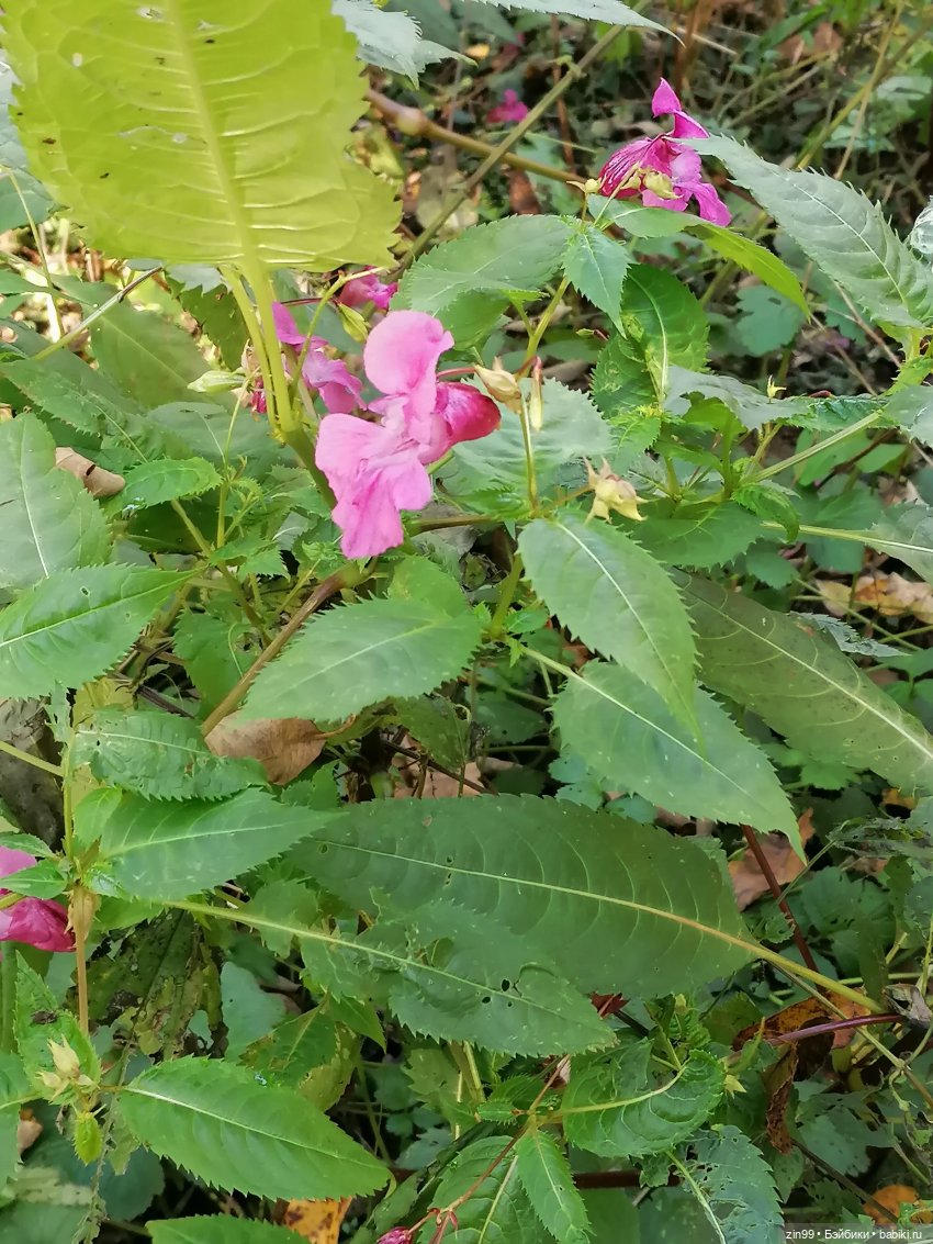 Осень золотая в октябре, в парках Москвы (фото 9)